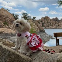 Margueritte n Munchkin🐾 🥰🦌🐿️🐇🥰💜💜🐾 (@liberty228) 's Twitter Profile Photo Margueritte n Munchkin🐾 🥰🦌🐿️🐇🥰💜💜🐾 (@liberty228) 's Twitter Profile Photo