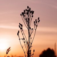 🏔本夫妻合同誌『野にさく花のように』 (@nonisaku__hana) Twitter profile photo