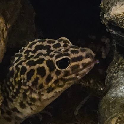 ssharmm Profile