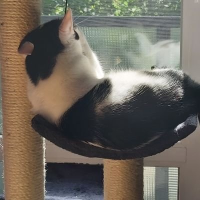 Hegyijani731's profile picture. 