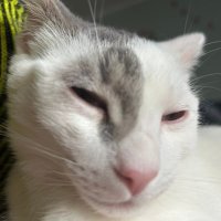 dolores (@dolopeanut) 's Twitter Profile
