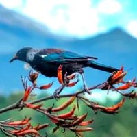 Mountain_Tui (@mountain_tui) 's Twitter Profile Photo Mountain_Tui (@mountain_tui) 's Twitter Profile Photo