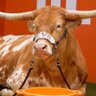 Hookem4L's profile picture. The pride and winning tradition of The University of Texas will not be entrusted to the weak or the timid🤘🏼