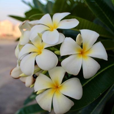 sweofcpp's profile picture. Blooming..