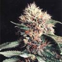 nick perna - @frumsapap - Twitter