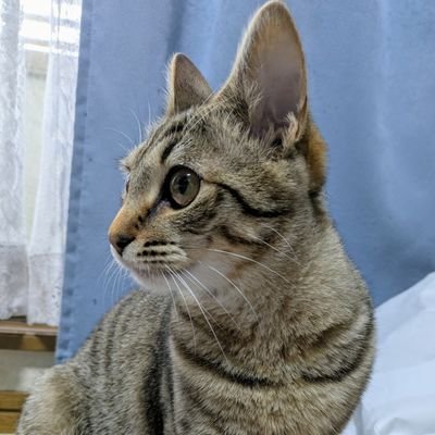 mikenekoさんのプロフィール画像