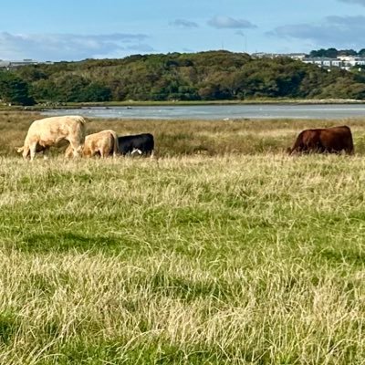 MhQuestions's profile picture. Asking some questions