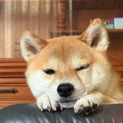 shibainu_wakka's profile picture. 8/29に生まれた柴犬若（ワカ）の成長記録です🐕06/1/10 お犬とダイエット始めたのでその記録も。