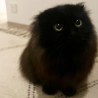 sloff (@dariingmeow) 's Twitter Profile