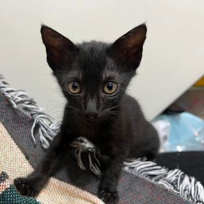 Chia5408's profile picture. 哈！你找到我了！/不會主動私訊說「你好」/就是個吃貨/為人婦、為人母、但我還是我自己/Polyamory/