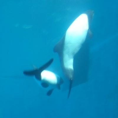 okaeri789's profile picture. 成人済30↑ 二次元の3L夢◎のオタク。 
日常メイン。刀(一文字と薙刀)、FGO(鯖ぐだ♀)、BJ(♠️🎀)、pkmn(カラセイ、シロセイ)、シ💿など。普段は検索避けに鍵してます。無言フォロー失礼します。