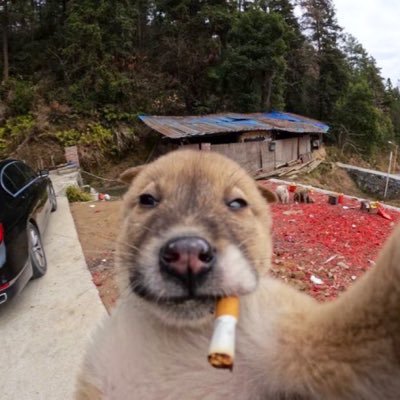 heliorames's profile picture. 🌿✨