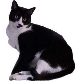 _gingerolive's profile picture. female she/her 13 discord: djdonglews