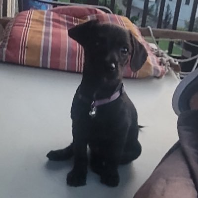 annebow2028's profile picture. 