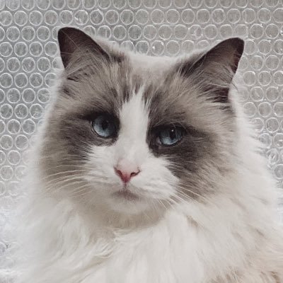 木野 (@kinochan6060) / X