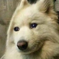 우는개 (@cryingdo9) 's Twitter Profile