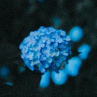 ii (@ii_pipic) 's Twitter Profile