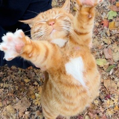 KaiCai84's profile picture. NON politics and anti ideology PERSON