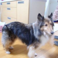 愛犬 ワンコ (@inuinu346) 's Twitter Profile