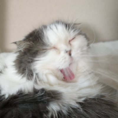 mac_leo55's profile picture. 40代のクリエイター。 猫好き、映画の話、本の話、ゲームの話とか。