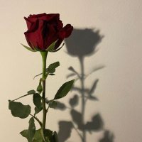 * (@inciliiii3) 's Twitter Profile