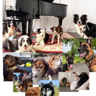 13犬兄弟•ドベシェパ柴ボーダーズさんのプロフィール画像