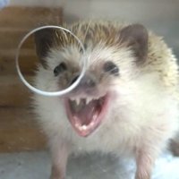 larkalicious 🌱🍃🍄🌫✨️ (@silliest_magpie) 's Twitter Profile