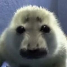 MrGrumpylovr's profile picture. my super duper secret acc | please read the strawpage before requesting to follow