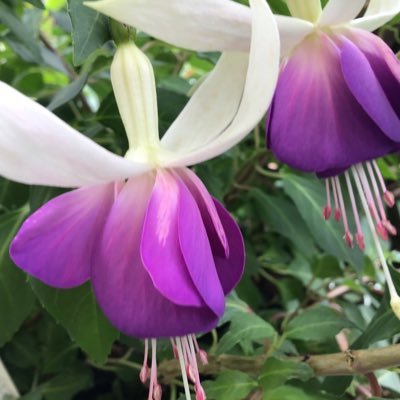 私がTwitterを始めたのは2018年8月のことです。raptさんがTwitterを始めますと言われ訳も解らずに始めたのですが、2025年6月の28日まで出来たのですが、何やら一方的に閉じられてしまいました。新たに又立ち上げました。宜しくお願い致します。12弟子が完全に建てられ、女の基準者が建てられます様に。