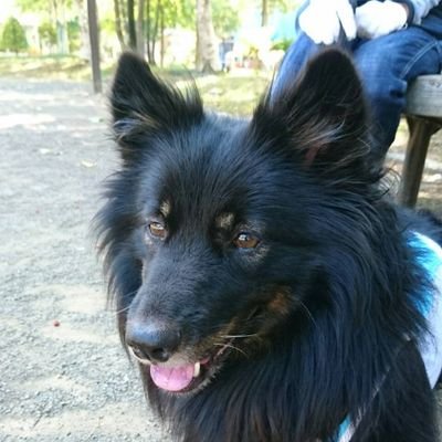 息子、娘1(チンチラ・よもぎ6歳)、娘2(犬・のん5歳)、娘3(犬・あんず4歳)の4児の母です。
保護犬の預かりをしたりしてます。(卒業 : 豪、つよし、しんご、くま、ウーロン。募集中 : 麦)
パパアカウント(@KengPinch)もよろしくお願いします✨