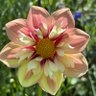 GardenBrocante's profile picture. I buy and sell antiques. I sow and grow flowers. Instagram an_acre_of_flowers UK 🇬🇧 THIS IS MY ONLY ACCOUNT