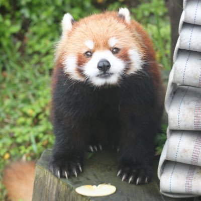 レッサーパンダが大好きで作った垢です🔰。推しは西山動物園のキラリちゃん☆天王寺動物園の咲弥ちゃんが大好きです☆ 📸も初心者ですがフォローもよろしくお願いします!無言フォロー失礼しますm(_ _)m