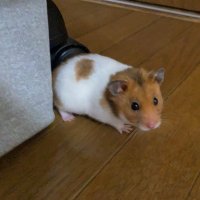 EX__PANDAch (@ex__panda4649) 's Twitter Profile