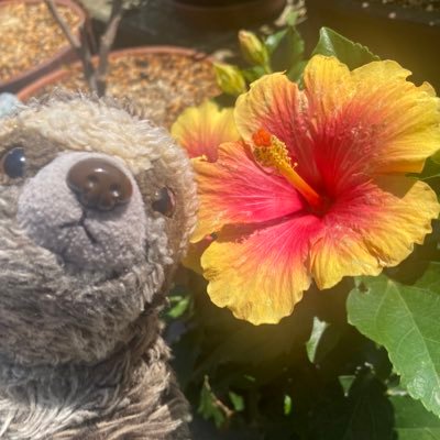 【ぬいぐるみ】との日常ですねんけどね。さんのプロフィール画像