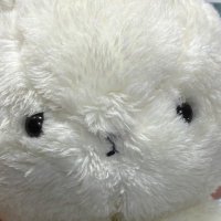 はさみや (@momo22221231) 's Twitter Profile