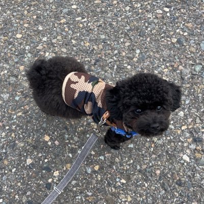 himahimacha_'s profile picture. 放射線技師2年目📚 一般撮影、CT、MRI、アンギオ、核医学、放射線治療修行中。 無言フォロー失礼致します