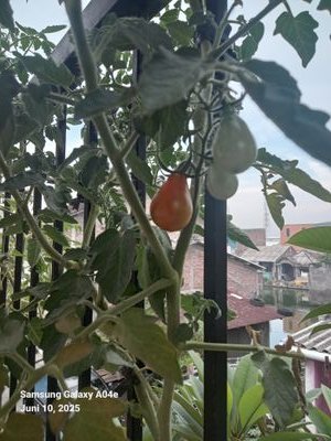 srisiyanto20739's profile picture. Selalu berusaha berbuat baik.