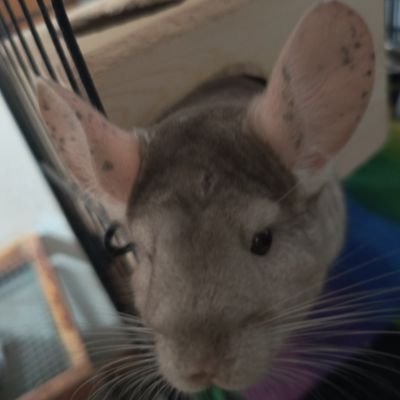Royさんのプロフィール画像