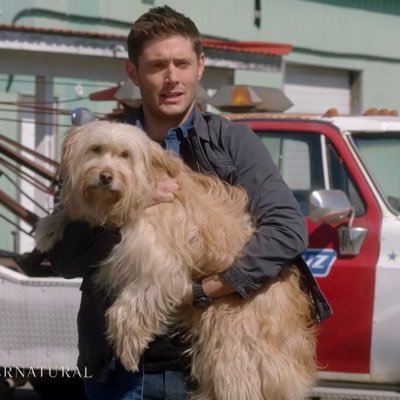 jensensgreys's profile picture. dean… he feels things more acutely than any human i’ve ever known | heller full time, swiftie part time | wincesties dni