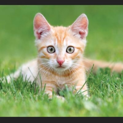 crazyrazzberry's profile picture. 