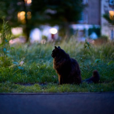 YWan12431223's profile picture. 