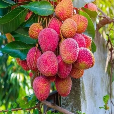 Sharing the beautiful pictures of fruit | picture aren't post on mine DM for credit or removal