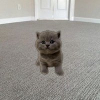 Mula (@mulathecat) 's Twitter Profile