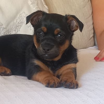 António Valério Profile