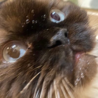 flufy boye, bald mouf kimg,, 🏳️🌈🏳️⚧️🇵🇸saf space for mine friends!! @FrankieDoode mine loafley hupond🐈!! mine momey 20, she/her • ANTI AI‼️