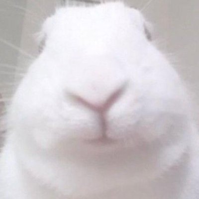 ChantieHohohpe's profile picture. A local bee
Also a clown