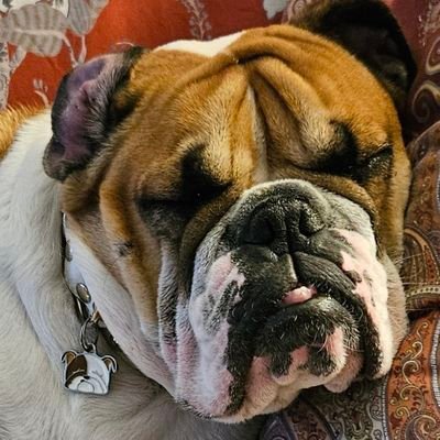 Jacqueline Dakota 30 January 2011 - 16 May 2023 💔😥
Dakota Turbulence born 22 April 2023 🐾