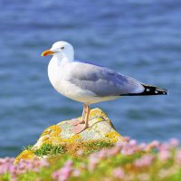 Mui'd (@muid_tanker) 's Twitter Profile