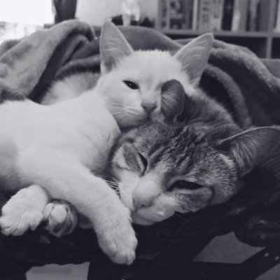 sosiadelcielo's profile picture. Escribidor. En su pizarra negra suma cifras de fósforo.