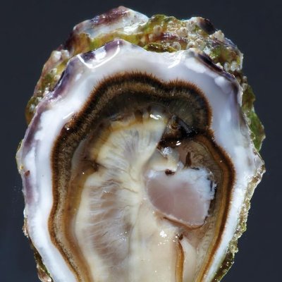 nudibranchdear's profile picture. crispy eggplant over rice